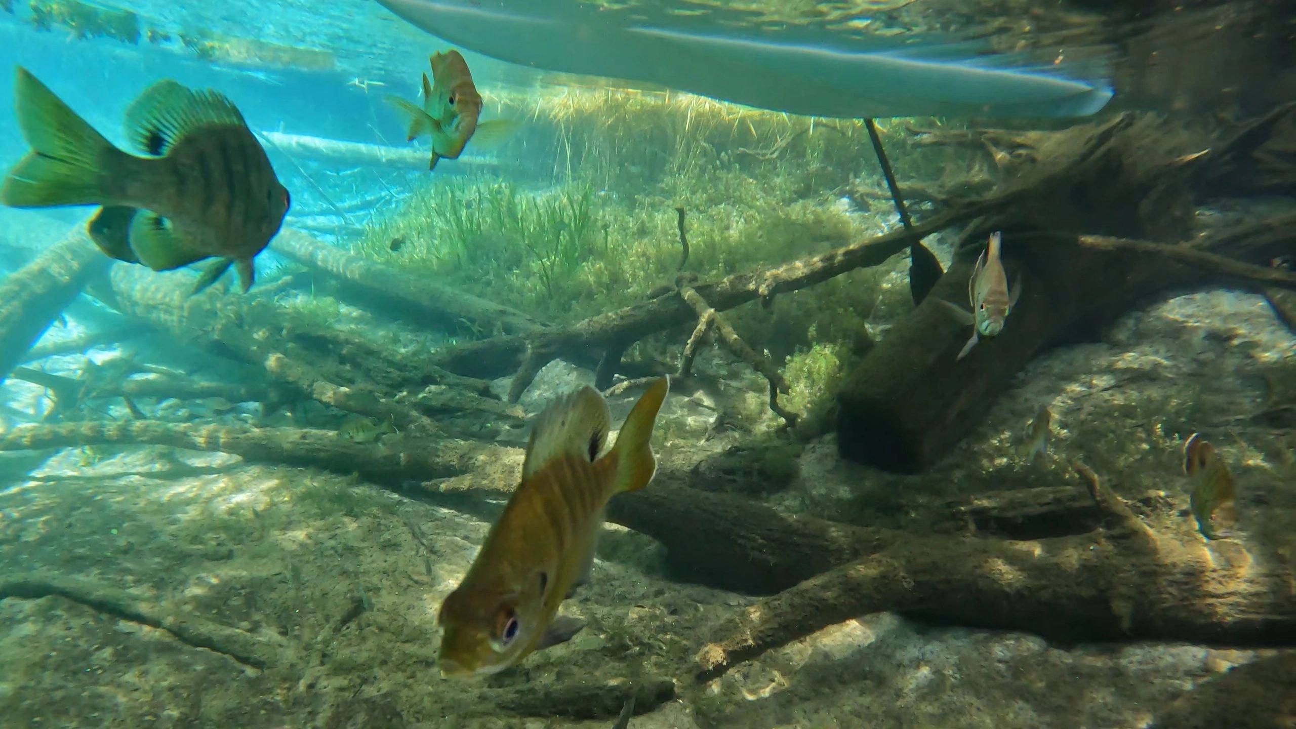 Tropical fish swimming among submerged logs